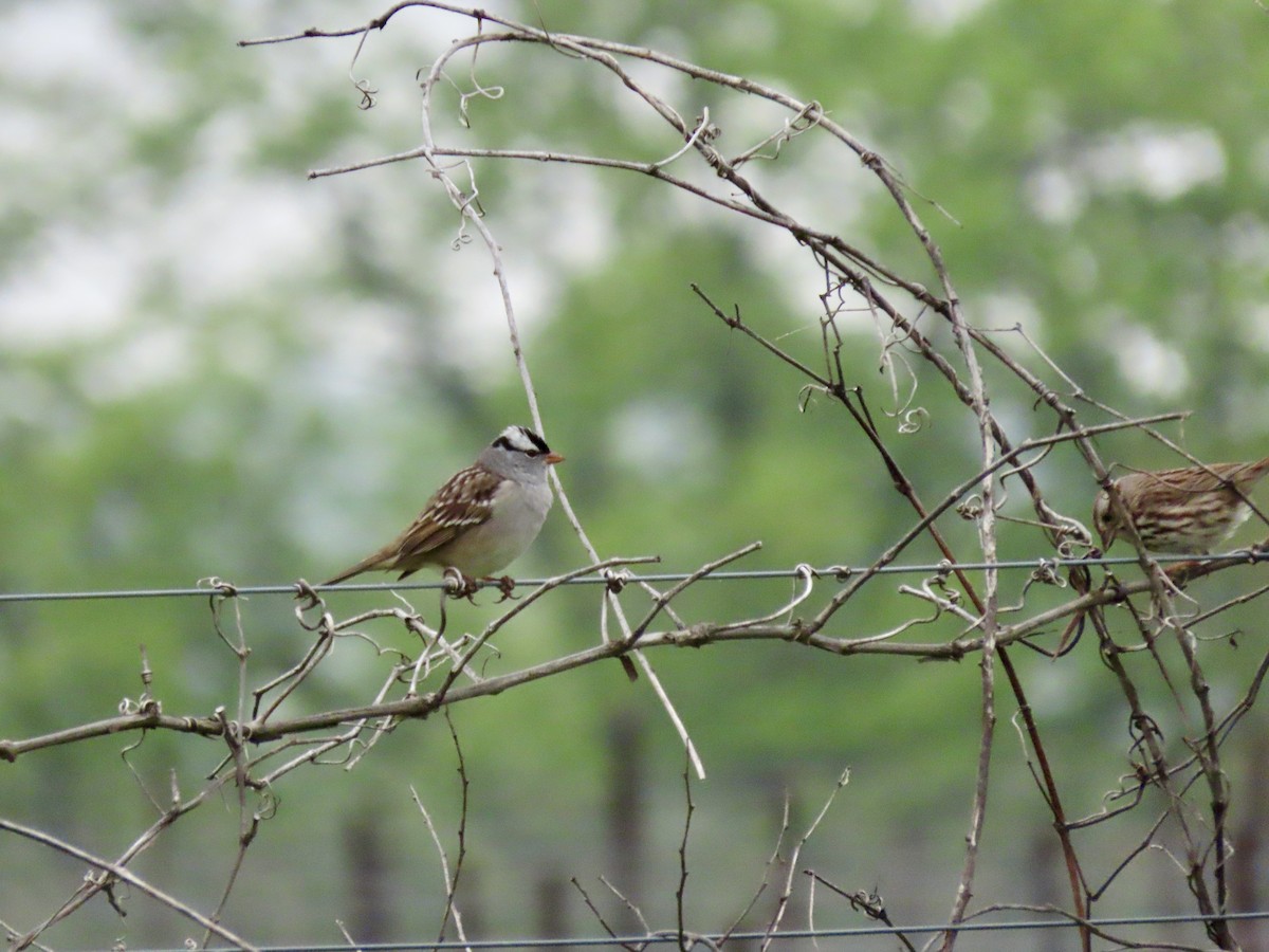 White-crowned Sparrow - ML618264231