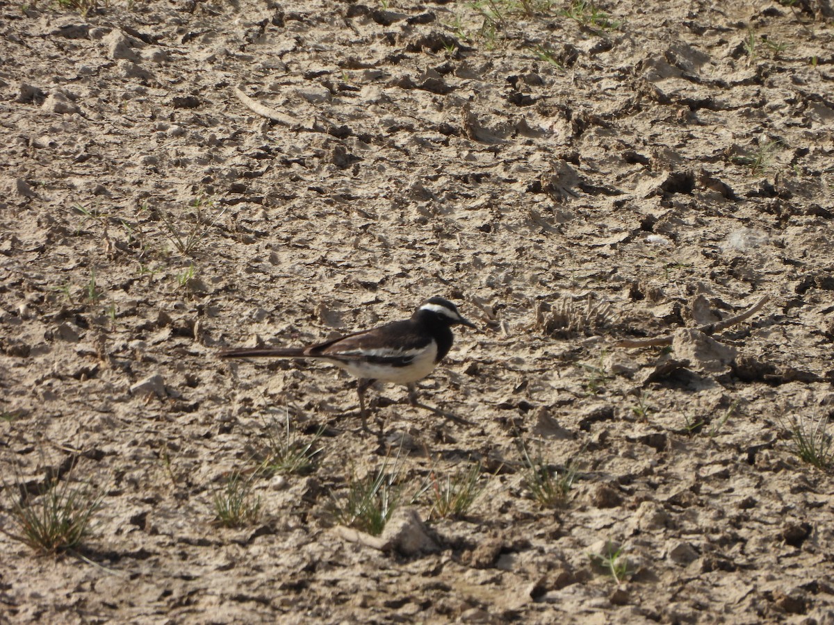 White-browed Wagtail - ML618264247