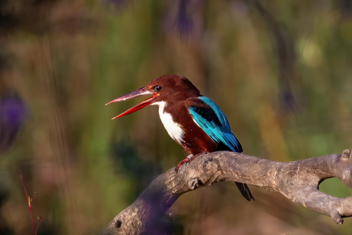 White-throated Kingfisher - Assaf Levy