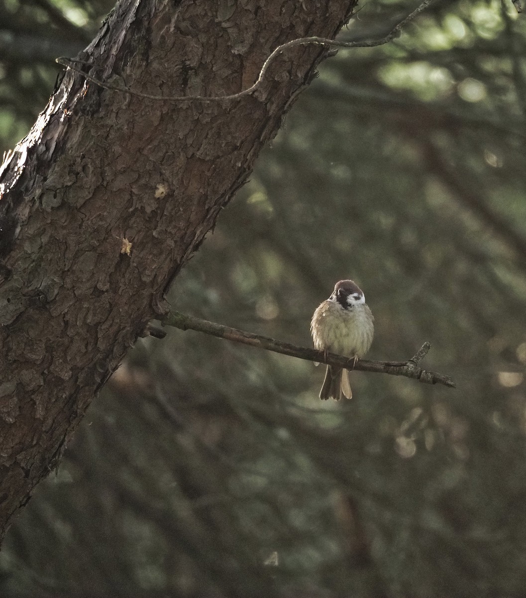 Eurasian Tree Sparrow - ML618264285