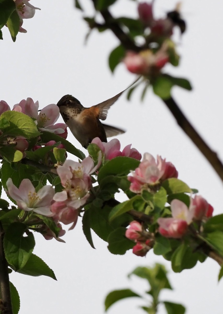 Rufous Hummingbird - Colin Hill