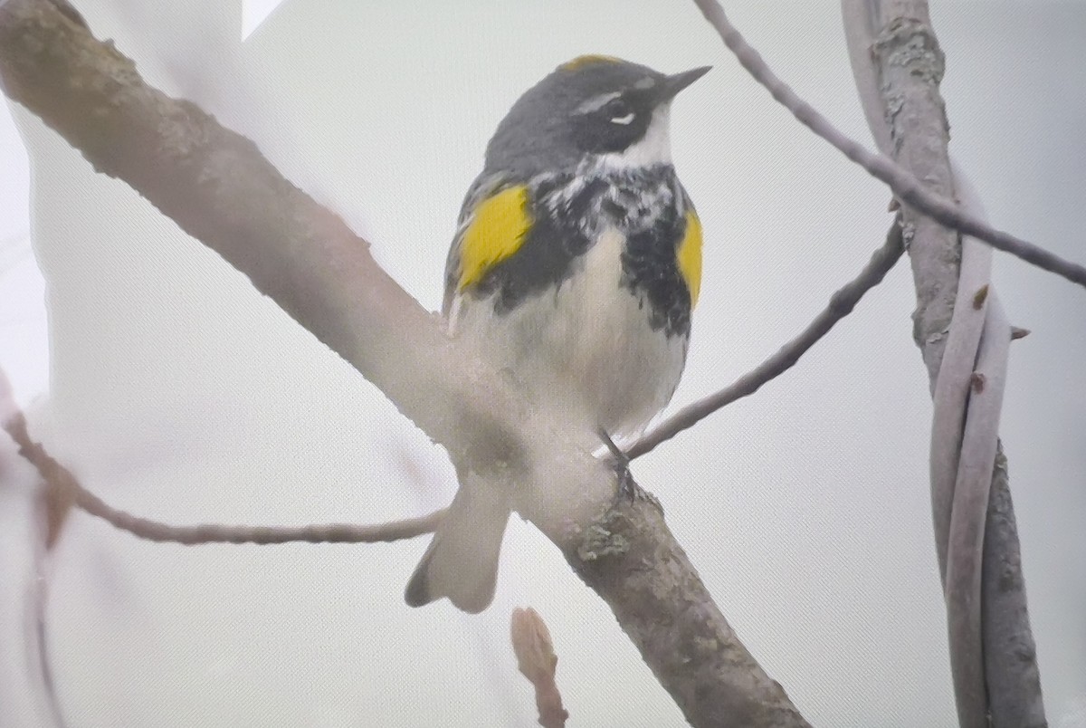 Yellow-rumped Warbler (Myrtle) - ML618264304