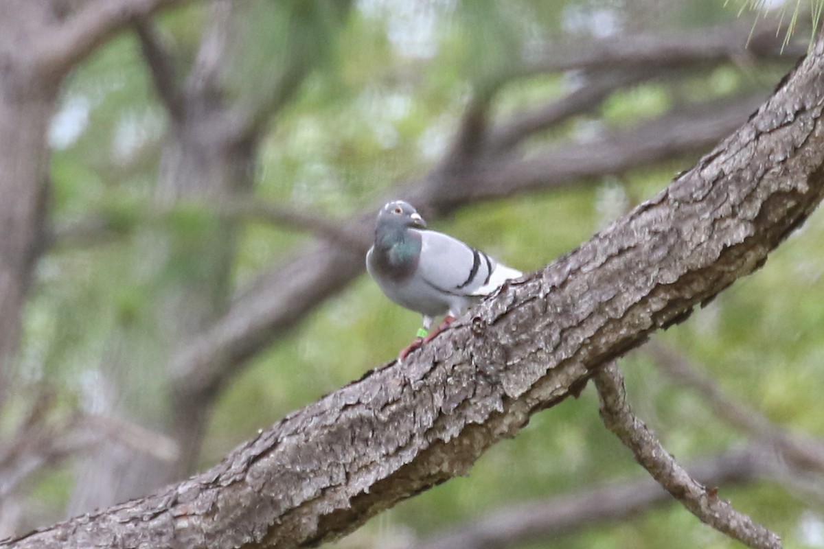 Rock Pigeon (Feral Pigeon) - ML618264317