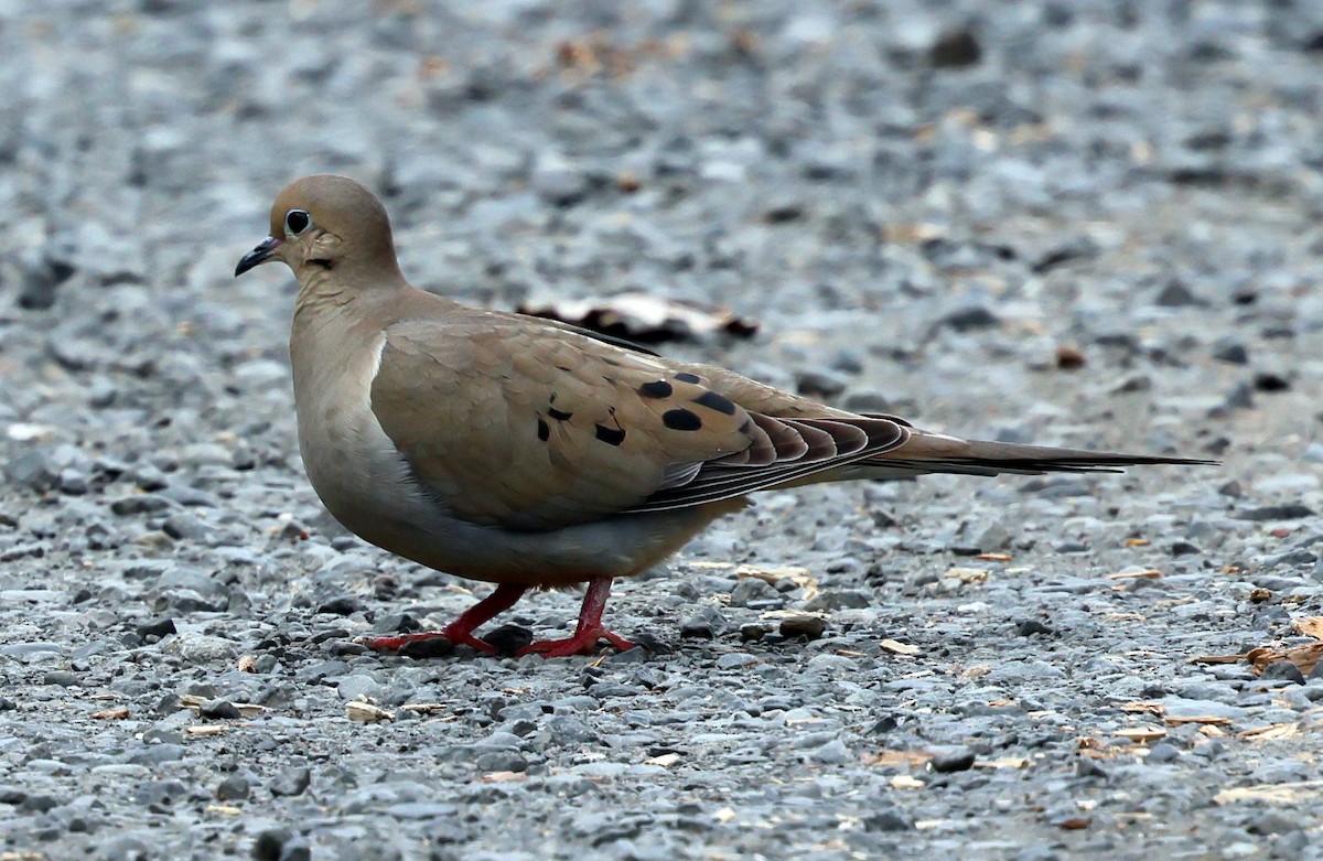 Mourning Dove - Charlotte Byers
