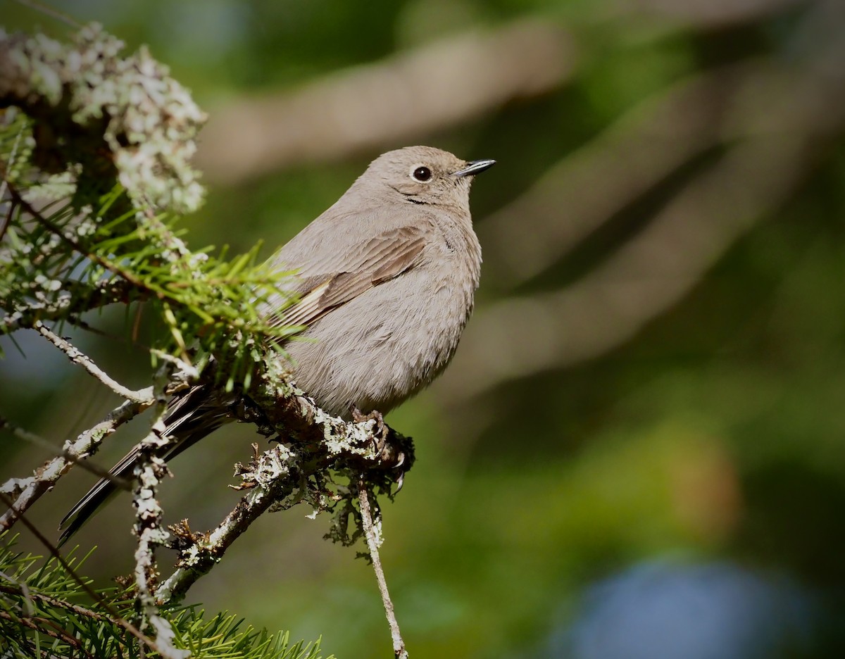 Townsend's Solitaire - ML618264334