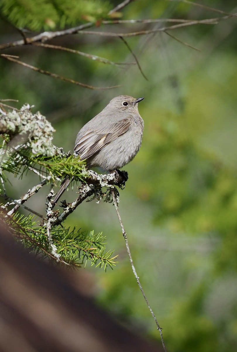 Townsend's Solitaire - ML618264335