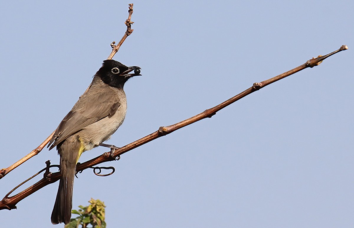 White-spectacled Bulbul - Assaf Levy