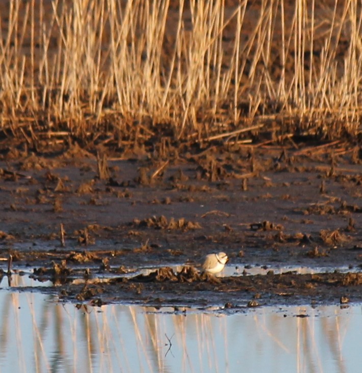 Piping Plover - ML618264384