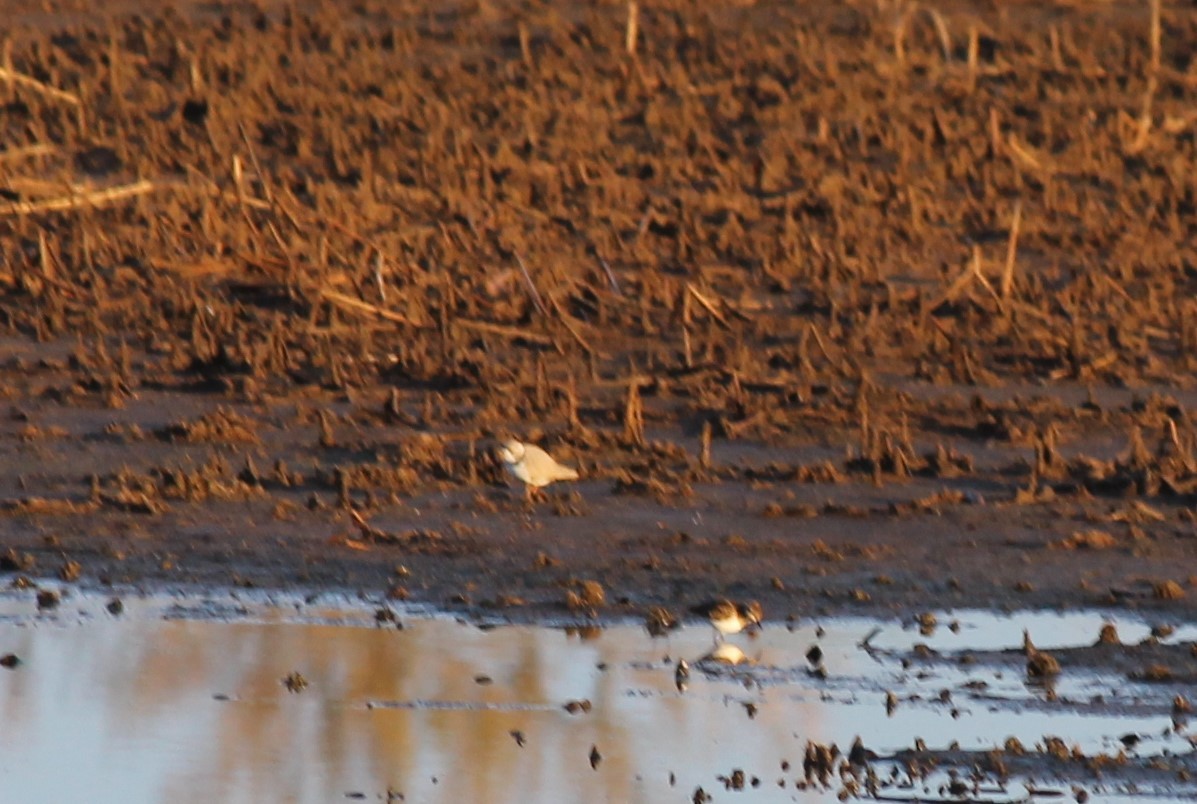 Piping Plover - ML618264387