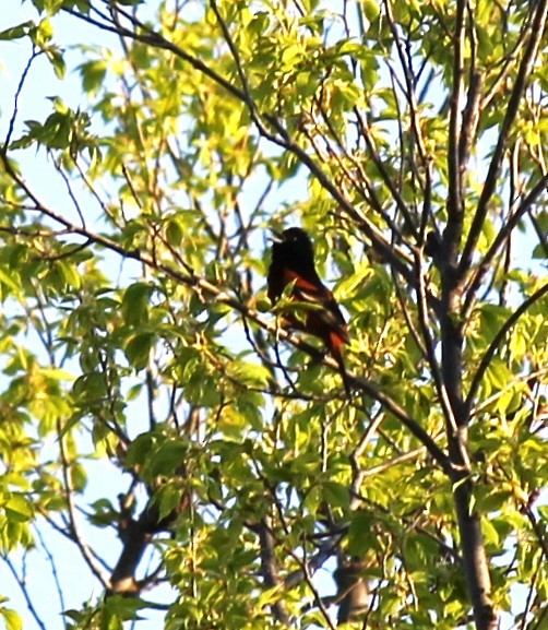 Orchard Oriole - ML618264402
