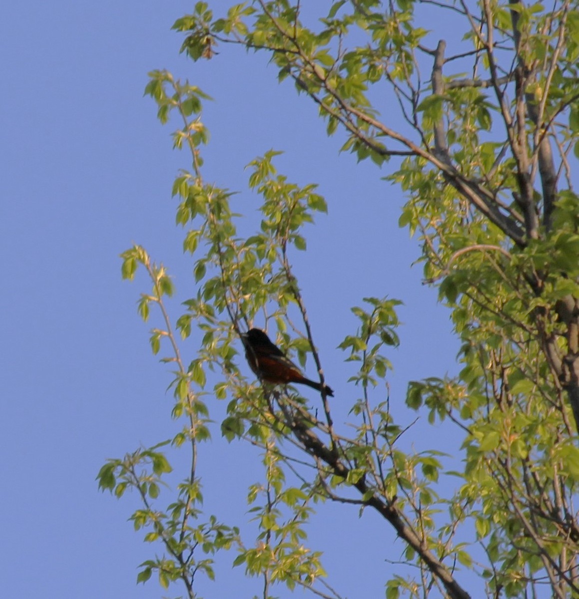 Orchard Oriole - ML618264419