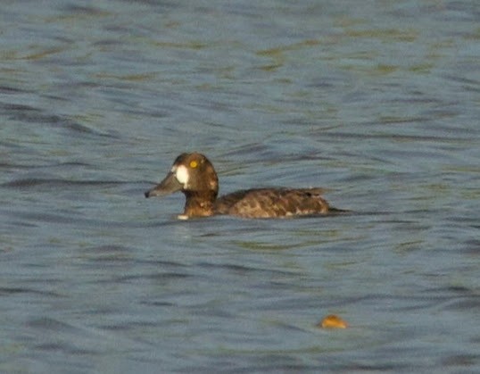 Greater Scaup - ML618264420