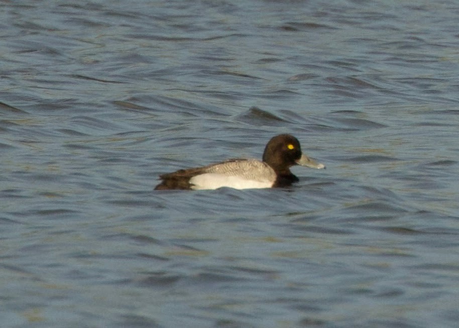Greater Scaup - ML618264421
