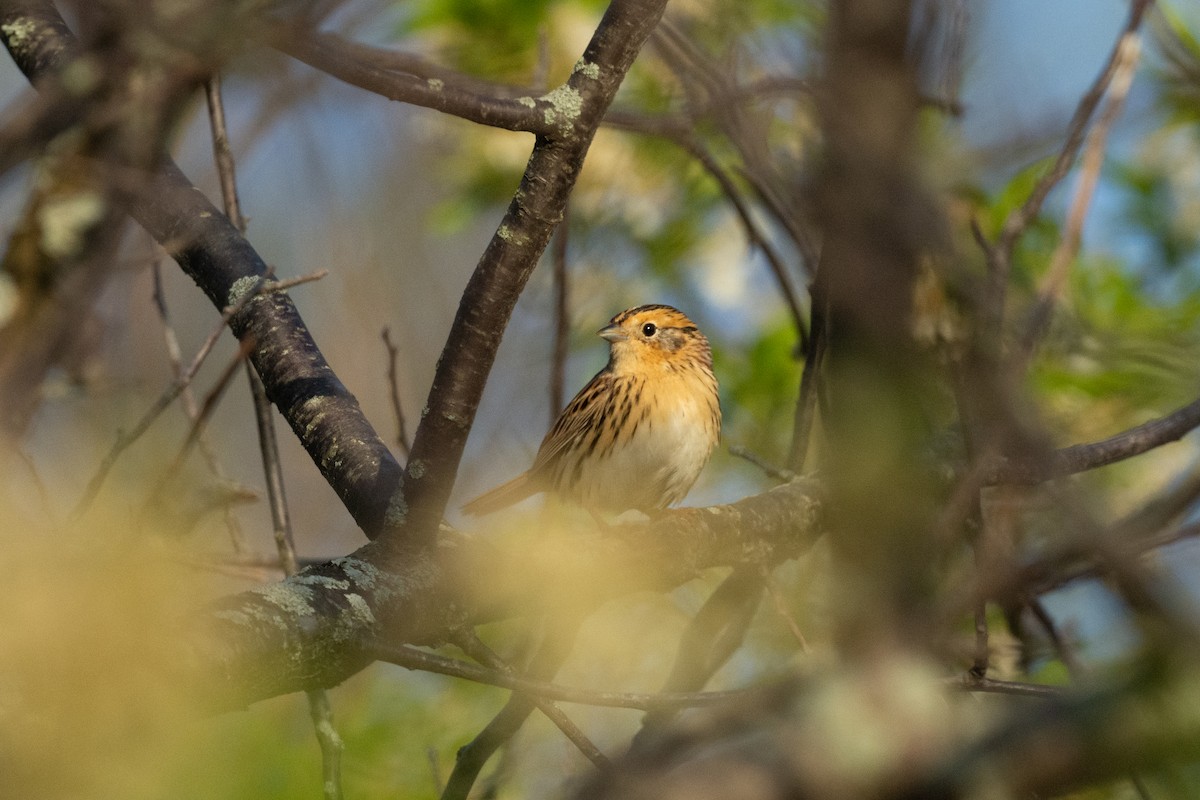 LeConte's Sparrow - Keith Bowers