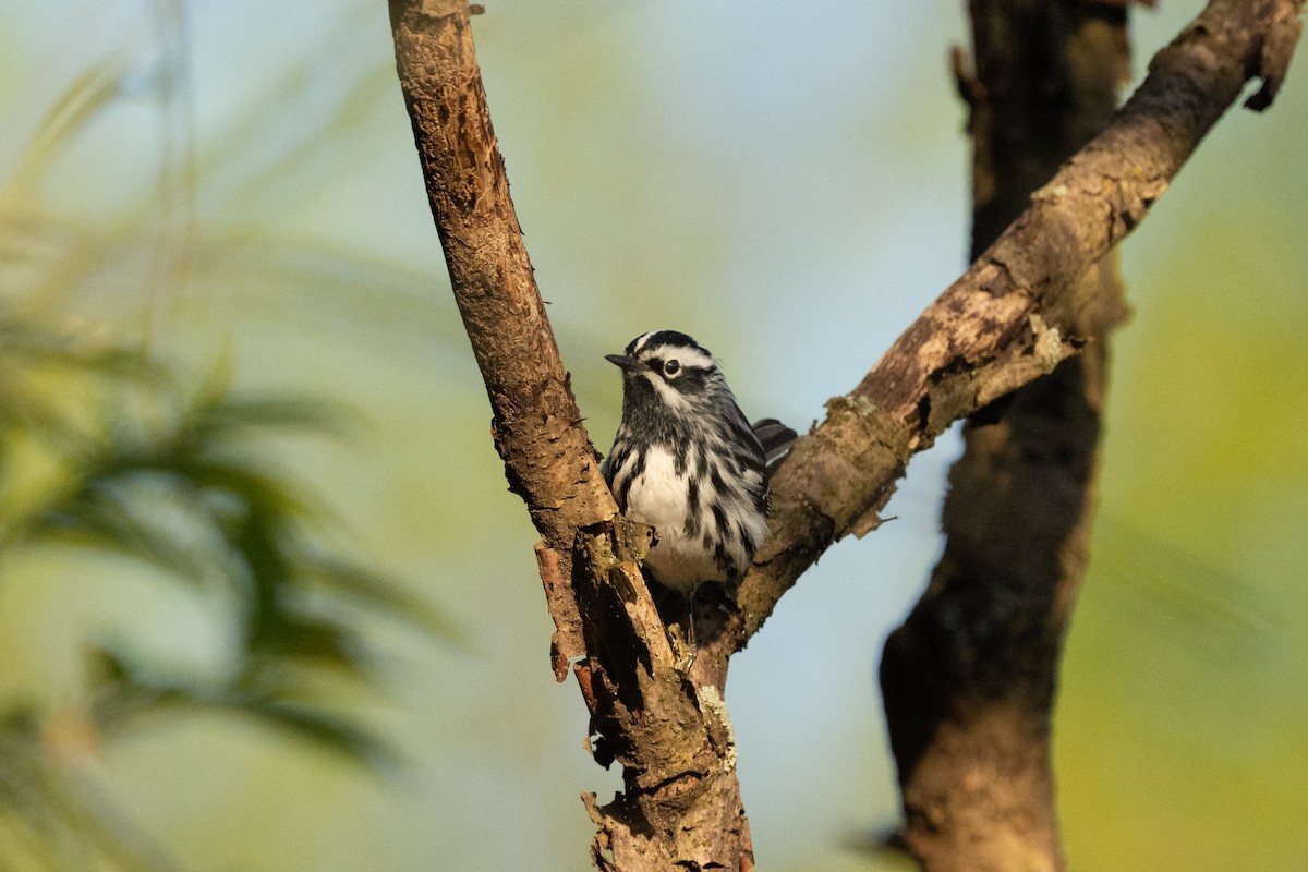 Black-and-white Warbler - ML618264434