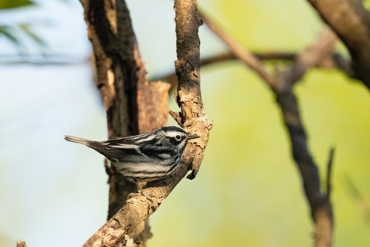 Black-and-white Warbler - ML618264435