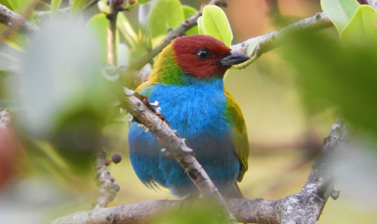 Bay-headed Tanager - ML618264465