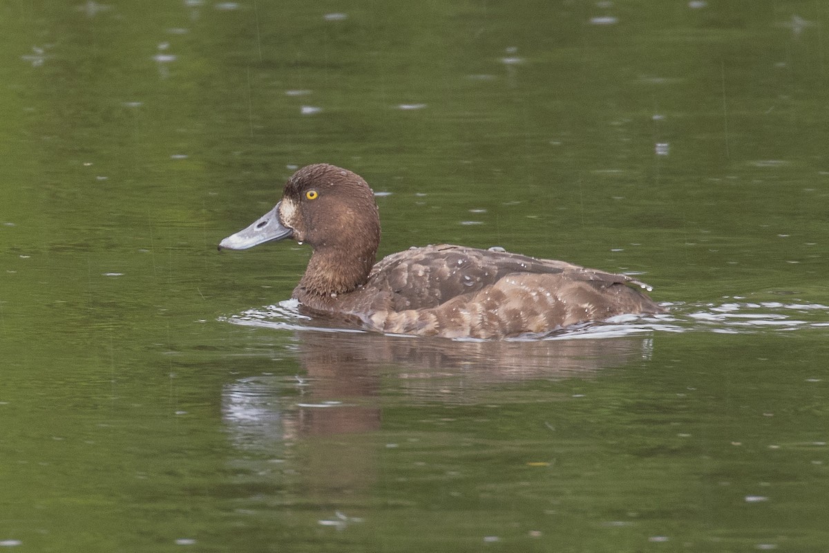 Greater Scaup - ML618264498