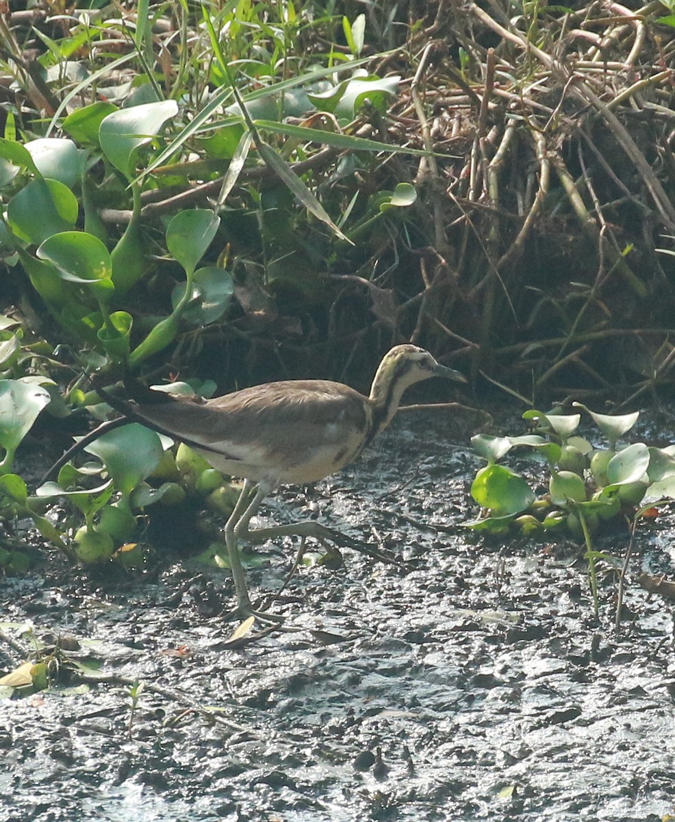 Pheasant-tailed Jacana - ML618264504