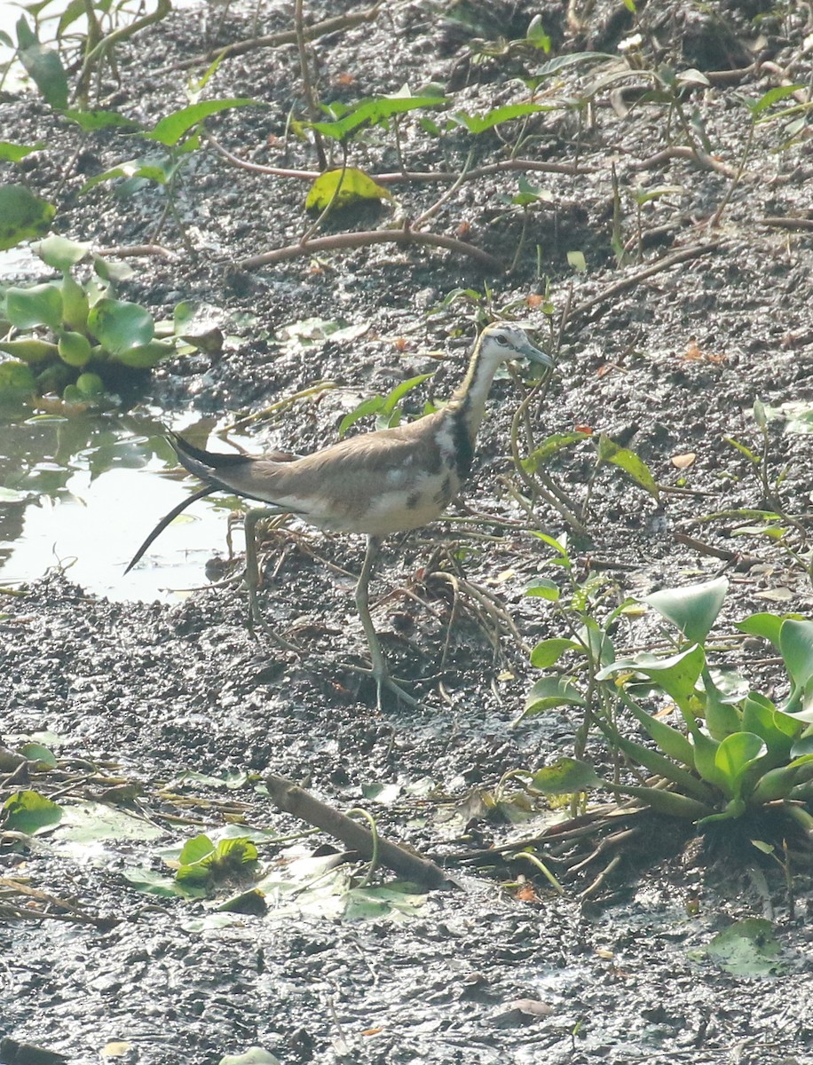 Pheasant-tailed Jacana - shino jacob koottanad