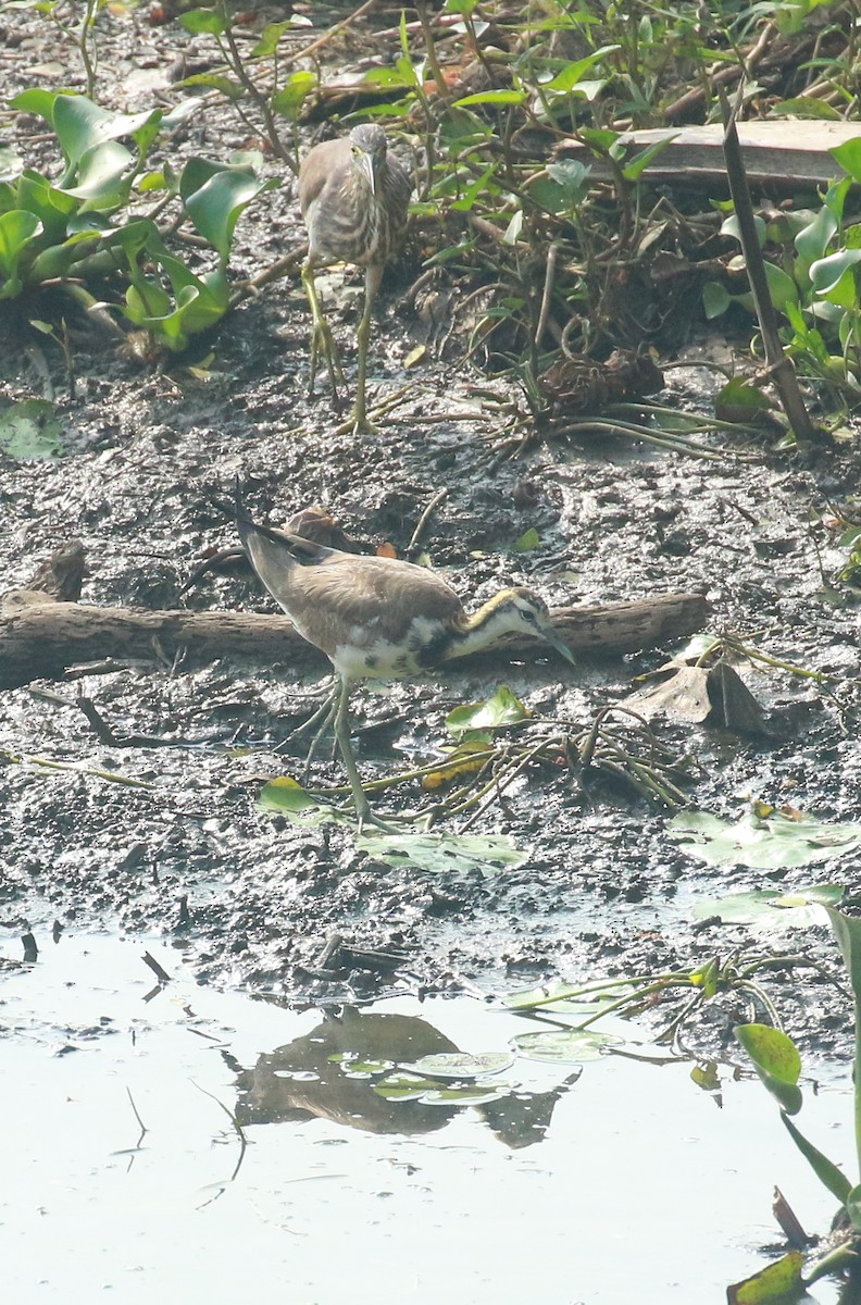 Pheasant-tailed Jacana - ML618264506