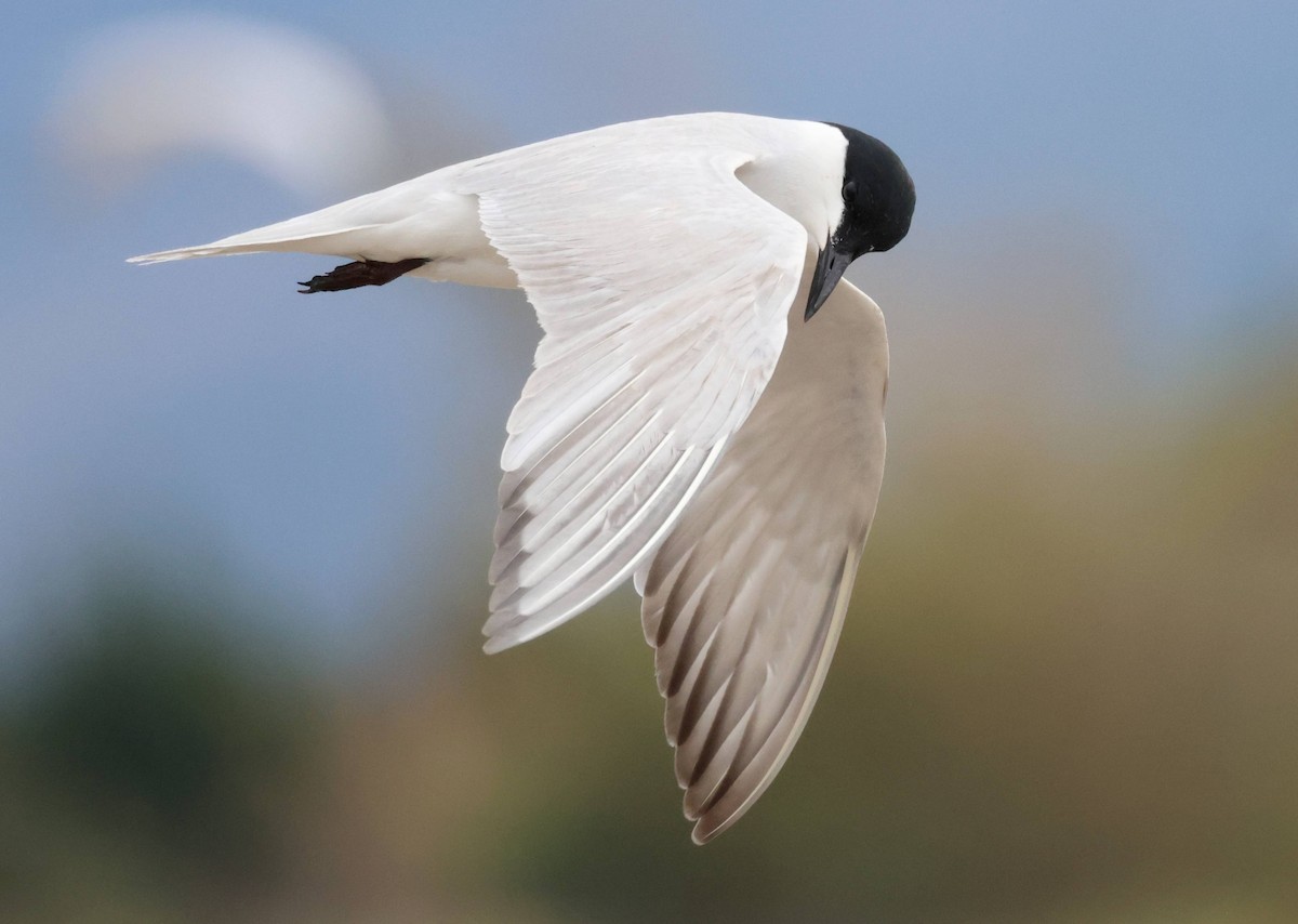 Gull-billed Tern - Jesus Carrion Piquer
