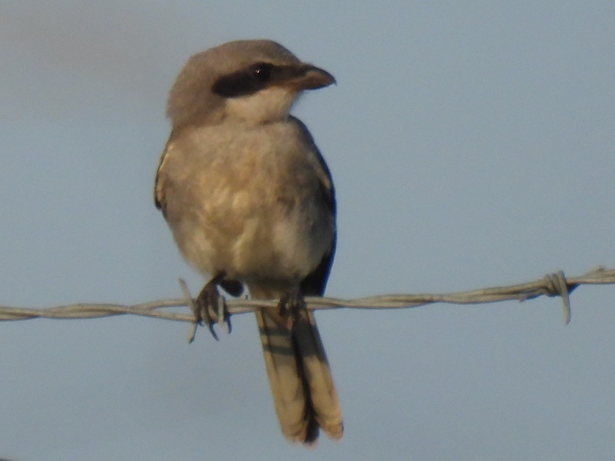 Loggerhead Shrike - ML618264553