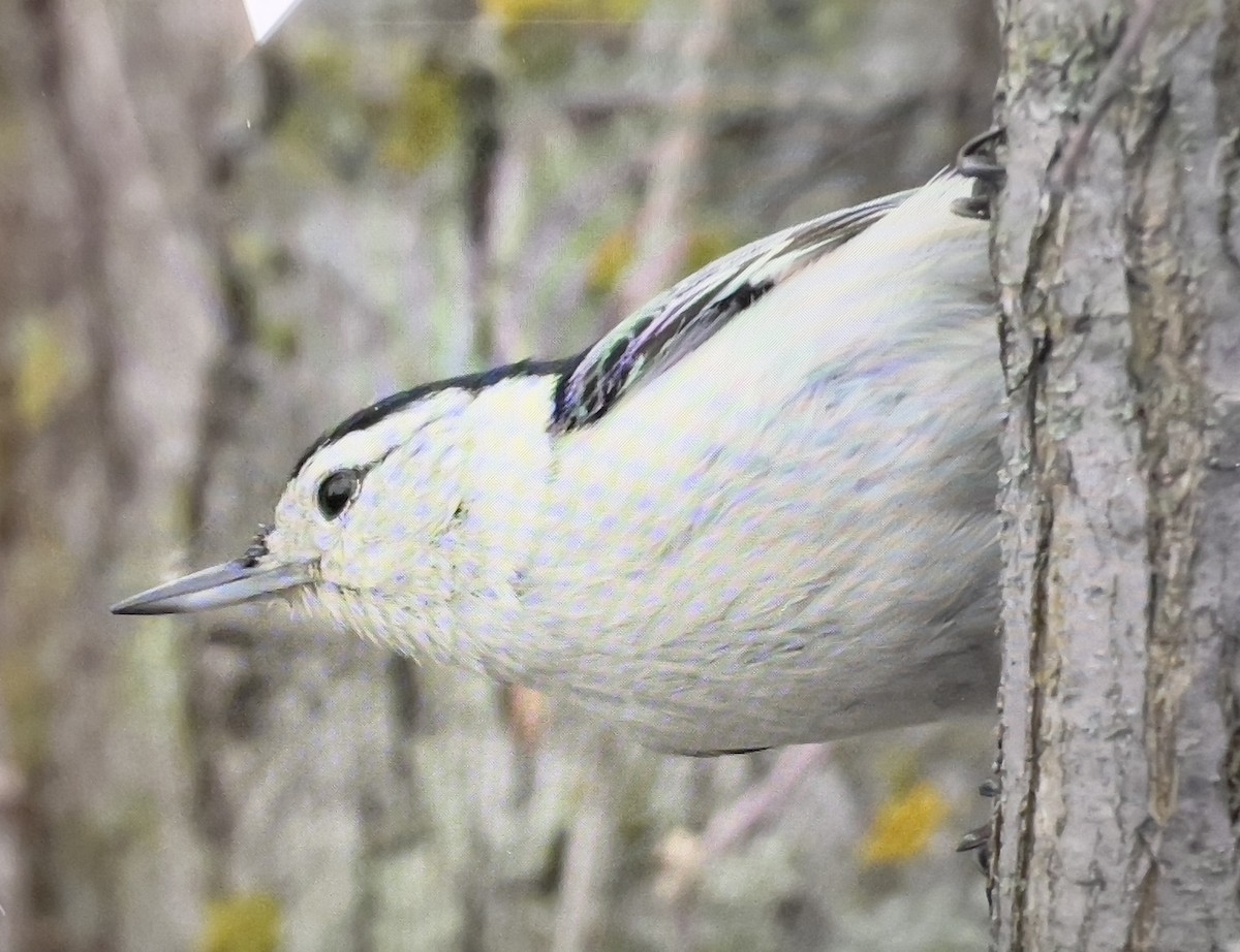 White-breasted Nuthatch - Always An Adventure Inc. Team