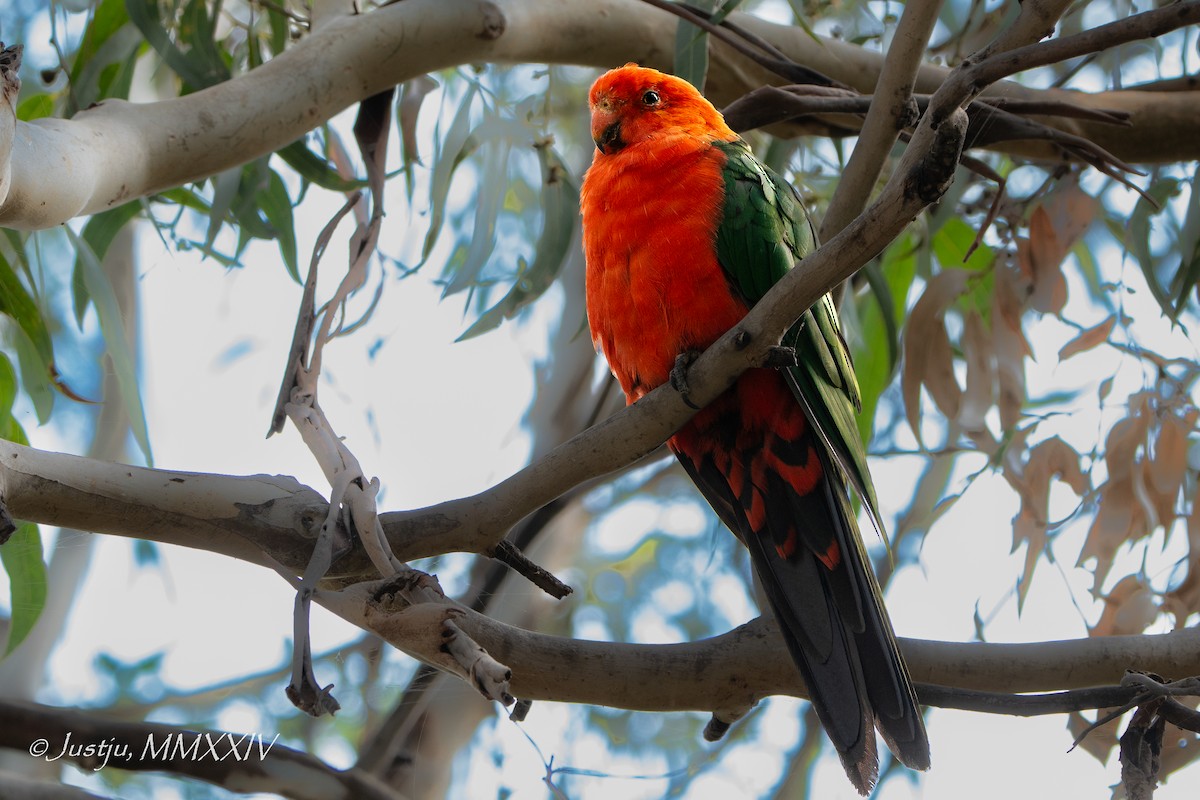 Australian King-Parrot - ML618264604