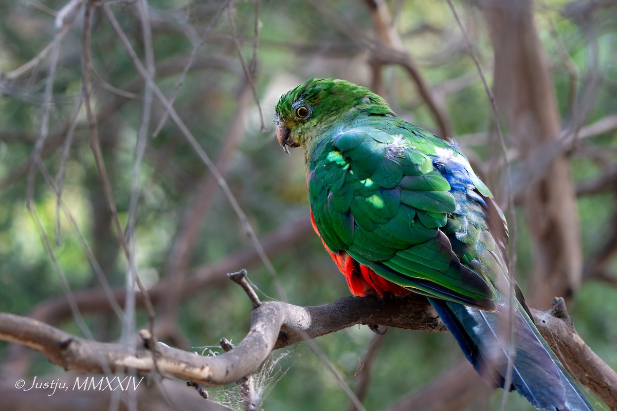Australian King-Parrot - ML618264605