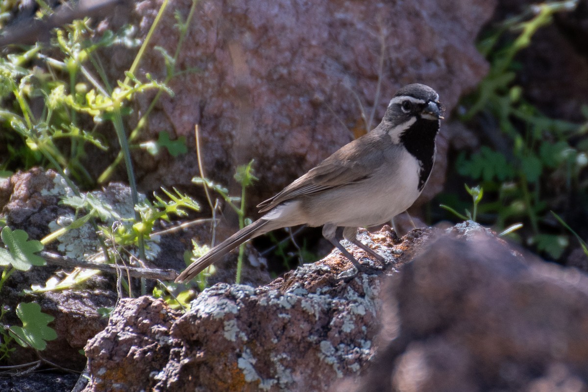 Black-throated Sparrow - Rie & Matt