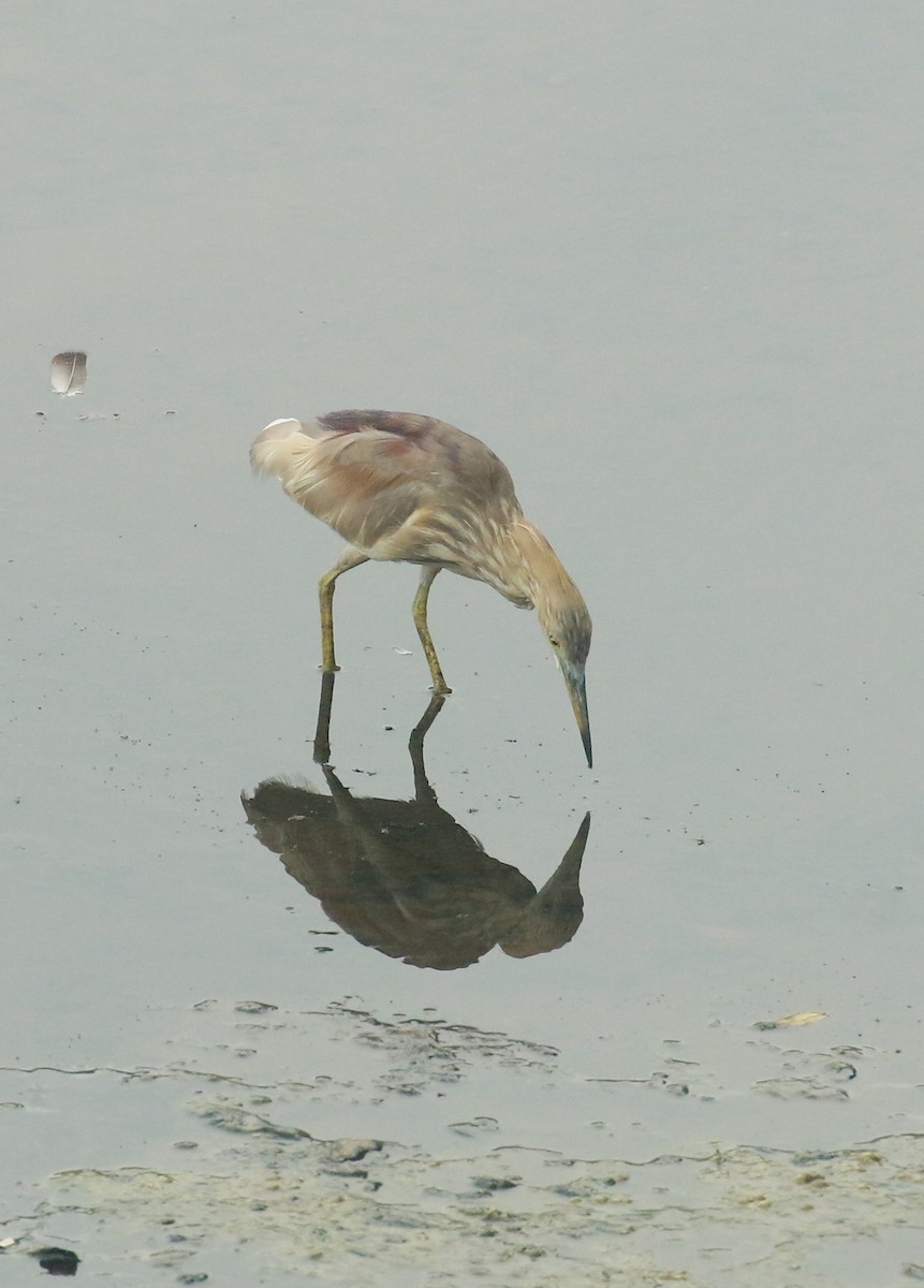 Indian Pond-Heron - shino jacob koottanad
