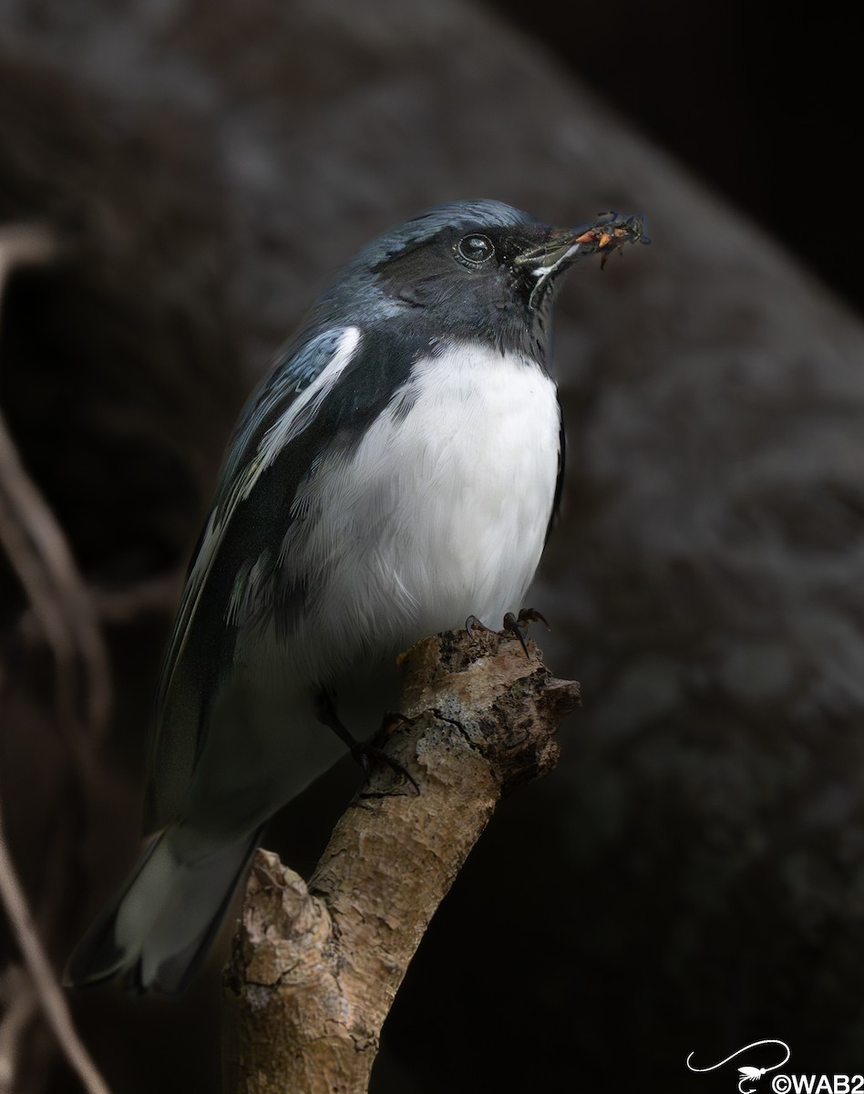 Black-throated Blue Warbler - ML618264641