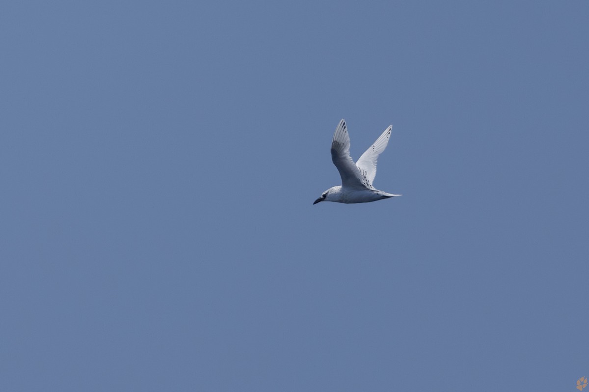 Red-tailed Tropicbird - ML618264676