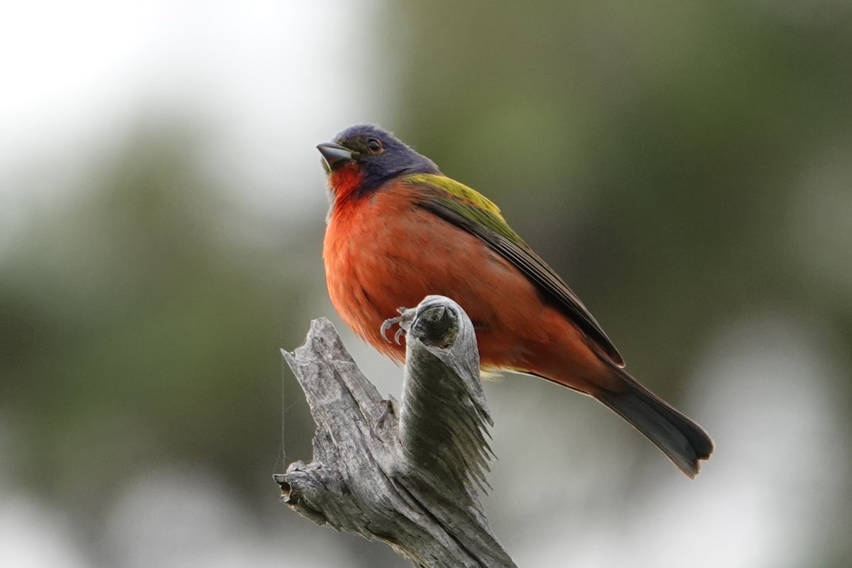 Painted Bunting - ML618264679