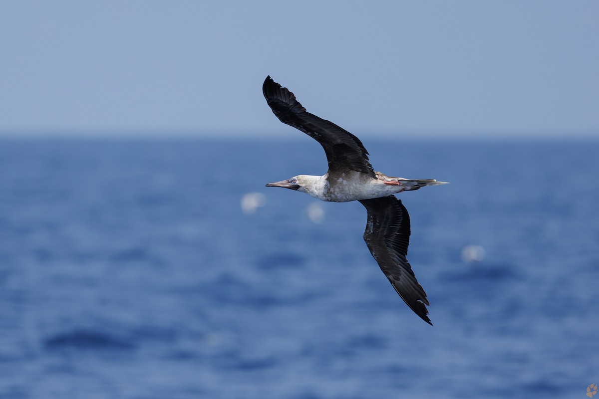 Red-footed Booby - ML618264692