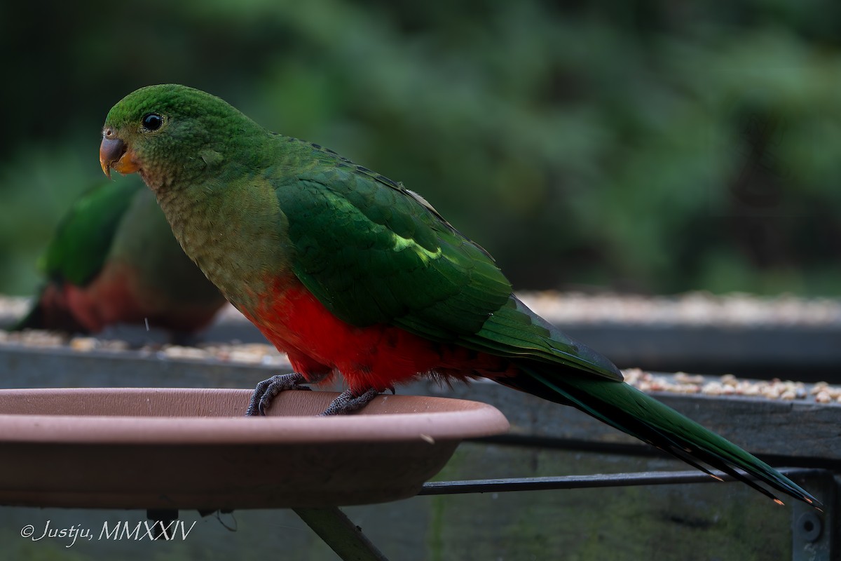 Australian King-Parrot - ML618264713