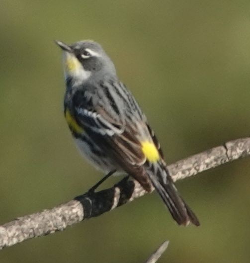 Yellow-rumped Warbler (Myrtle x Audubon's) - ML618264723