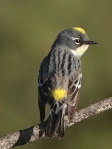 Yellow-rumped Warbler (Myrtle x Audubon's) - ML618264726