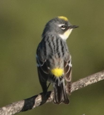 Yellow-rumped Warbler (Myrtle x Audubon's) - Brad Rumble