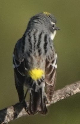 Yellow-rumped Warbler (Myrtle x Audubon's) - Brad Rumble