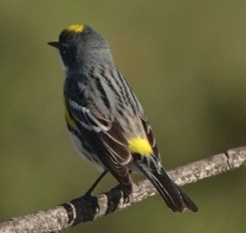 Yellow-rumped Warbler (Myrtle x Audubon's) - ML618264736