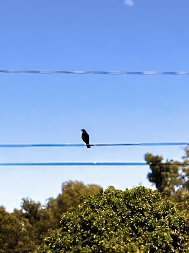 American Crow - bogdaughter logtrotter