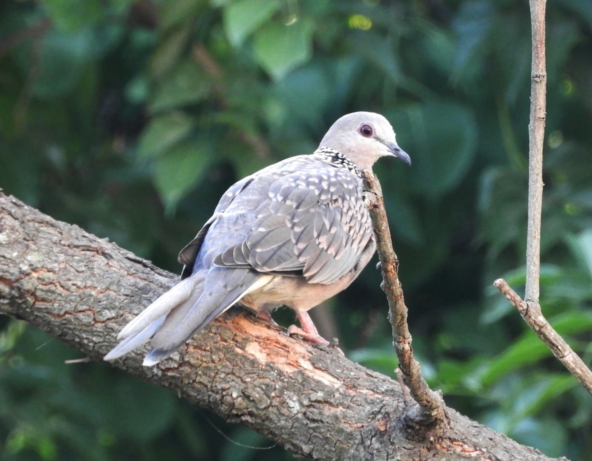 Spotted Dove - ML618264819
