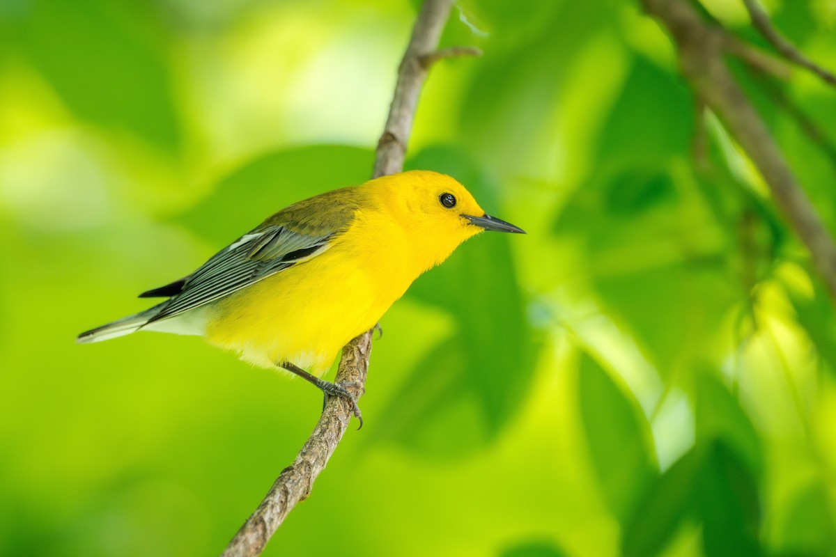 Prothonotary Warbler - ML618264864