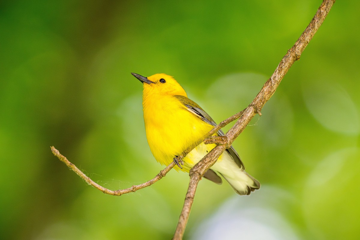 Prothonotary Warbler - ML618264865