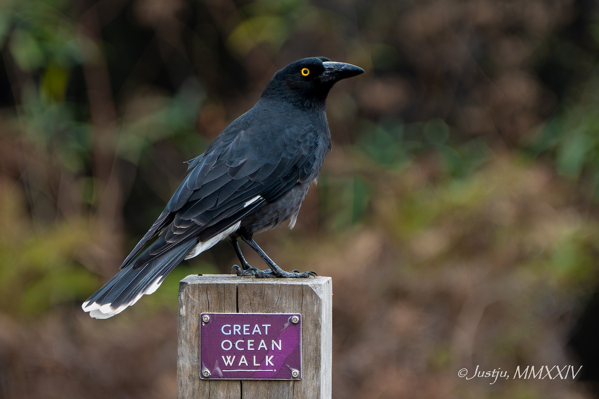 Pied Currawong - ML618264878