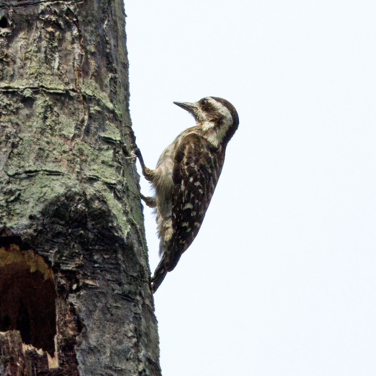 Sunda Pygmy Woodpecker - ML618264896
