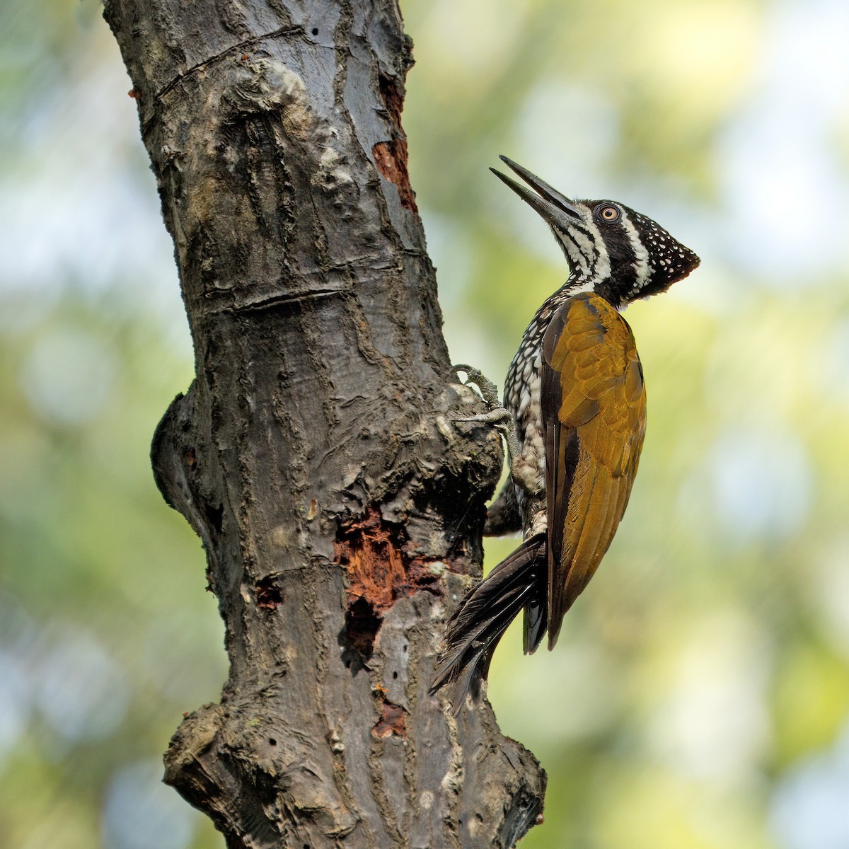 Greater Flameback - Ching Chai Liew