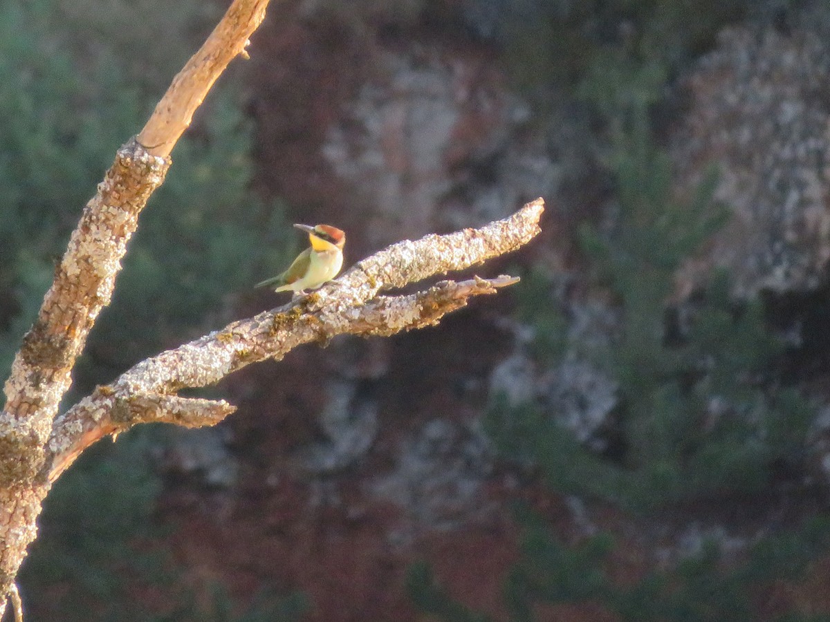 European Bee-eater - Louis Sergent